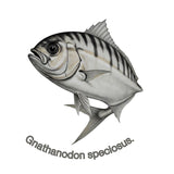 Illustration of a fish with 'Gnathanodon speciosus' text on a white background